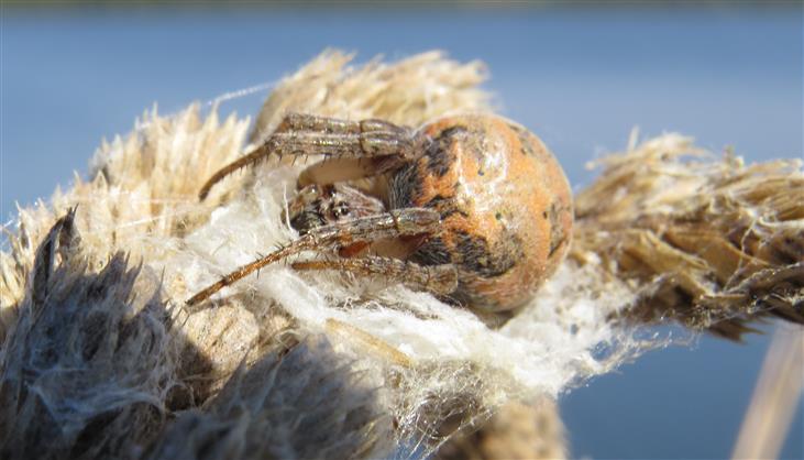 Larinioides ID